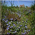 NU0129 : Germander speedwell (Veronica chamaedrys), Weetwood Hill by Andrew Curtis