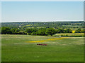 Landscape with Fallow Deer