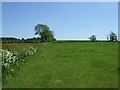 Farmland and hedgerow near Hamilton Grounds Farm