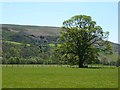 Valley floor, South Tynedale