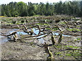 Beaver wetland at Bamff