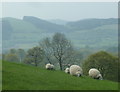 Hillside grazing near Bwlch Farm