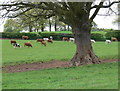 Farmland and cattle near Milson