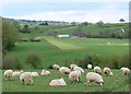 Sheep at Milson Airstrip