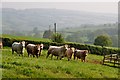 Mid Devon : Cattle Grazing