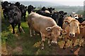 Mid Devon : Cattle Grazing