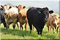 SS9608 : Mid Devon : Cattle Grazing by Lewis Clarke