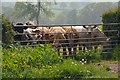 Mid Devon : Cows at a Gate