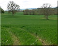 Field and trees near Milson