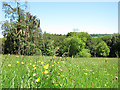 Petworth Park: spring flowers