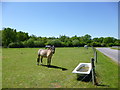 Woolsbridge, horse grazing