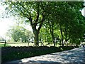 Trees on the east side of High Street, Ipstones