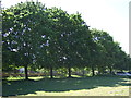 Trees beside disused canal, Egerton Park