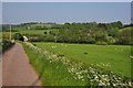 Mid Devon : Country Road