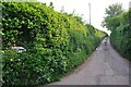 Mid Devon : Country Road