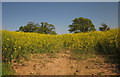 Oilseed rape near Rull