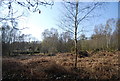 Woodland and bracken, Ashdown Forest