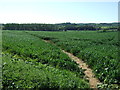 Footpath over fields