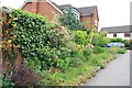 Old English flower border, Chancel Park