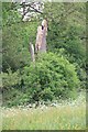 Dead tree trunk near Glenfall