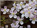 Clematis montana