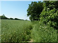 Footpath 284 alongside Rape Oilseed field