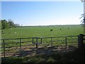 Grass pasture near New Haggerston