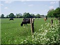 TL0314 : Cows and Their Calves Near Jockey End, Late Spring by Bikeboy