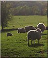 Sheep on Stockland Hill