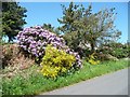 Mauve rhododendrons and yellow broom