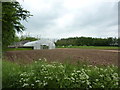 Polytunnel and vegetables growing