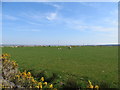 ND1054 : Grassland at Upper Boulintogle Farm by John Ferguson