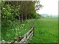 Field and shelter belt near Mirlaw House