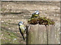 SU2214 : Fritham: two blue tits on a gatepost by Chris Downer
