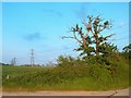 Pylons near Sandford Brake