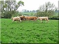 NZ0779 : Herd instinct (1) by Oliver Dixon