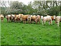 NZ0779 : Herd instinct (3) by Oliver Dixon