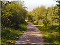 Path Through Colliers Wood