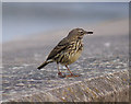 J5082 : Rock Pipit, Bangor by Rossographer