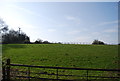 Farmland by Nursery Lane