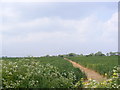 Footpath to Bloodmoor Lane