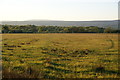 Ribble Valley field in evening light