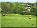 Cattle in pasture near Nanteague Farm