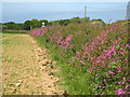 Field edge near Little Tresawsen