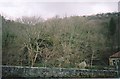 Woodland near Pont Dolgarrog