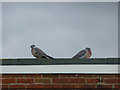 TF6742 : Wood Pigeons on the Roof, Hunstanton, Norfolk by Christine Matthews