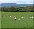 Grazing sheep next to the A456