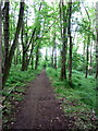 Path through Laurel Wood