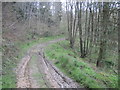 Muddy  Track  Cocker  Dale