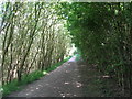 Trans-Pennine Trail near Wood Row